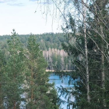 green trees near body of water during daytime