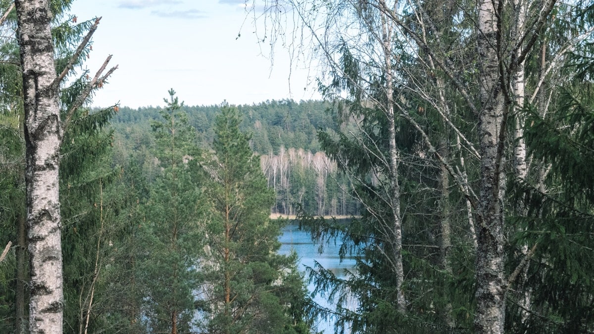 green trees near body of water during daytime